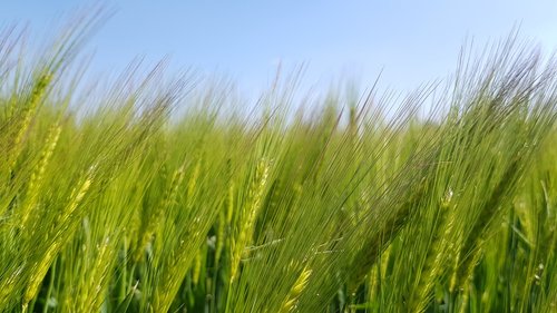 arable  meadow  summer