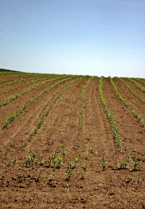 arable field corn