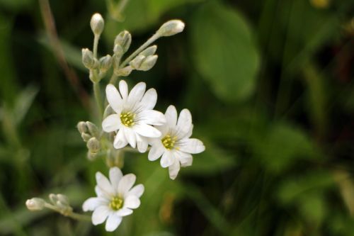 arable hornwort caryophyllaceae white