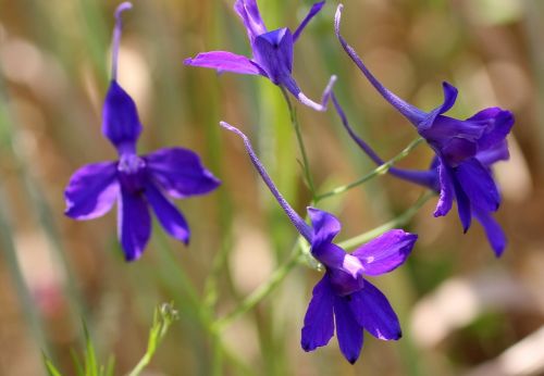 arable larkspur field flower blossom