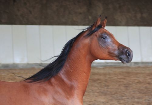 arabs horse thoroughbred arabian
