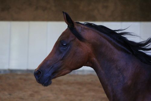 arabs horse stallion
