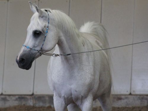 arabs horse thoroughbred arabian