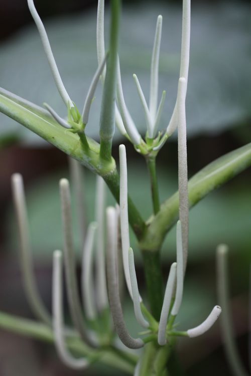 araceae sp white tropical