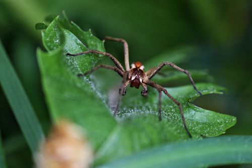 arachnid insect spider