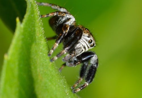 arachnida salticidae spider