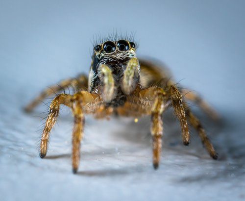 arachnids  spider  spider-racer