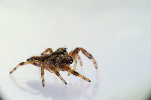 arachnids  spider  spider bouncing