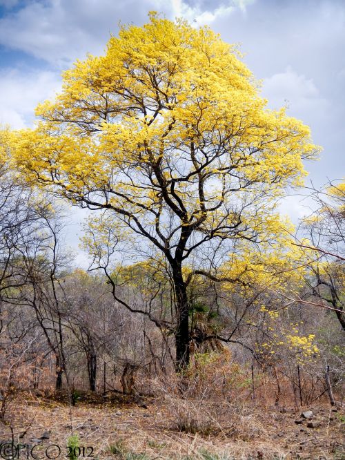 araguaney venezuela landscape