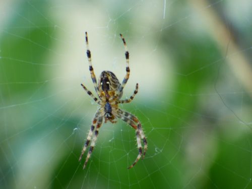 Spider On Its Web