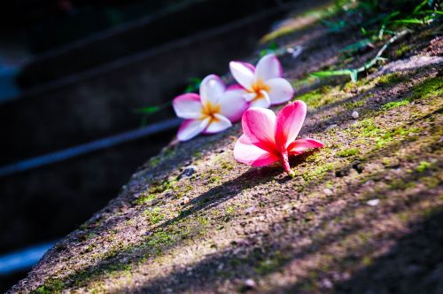 araliya plumeria flower
