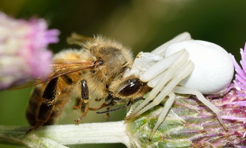 araneae thomisidae misumena vatia