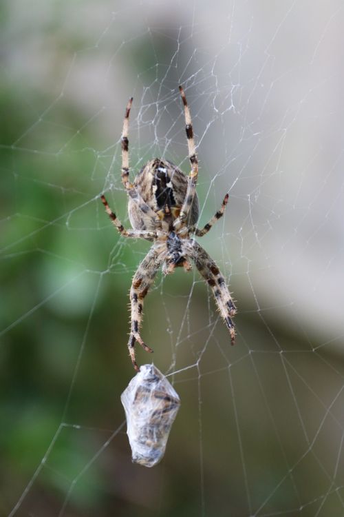 araneus diadematus spider garden spider