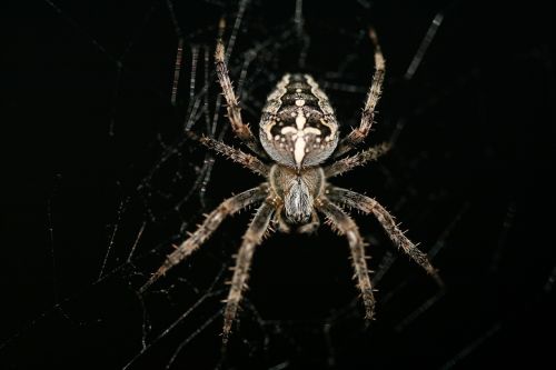 araneus diadematus cross spider european garden spider