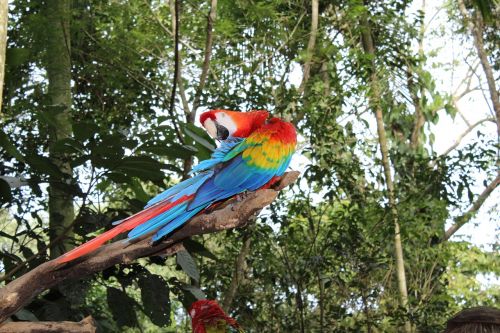 arara bird tropical bird