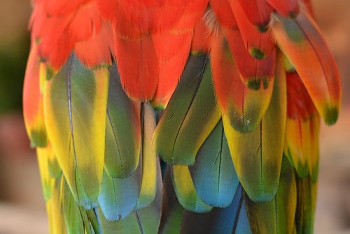 arara  color  feathers