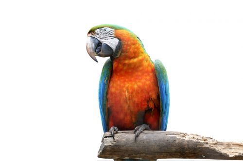 arara on white background bird colorful