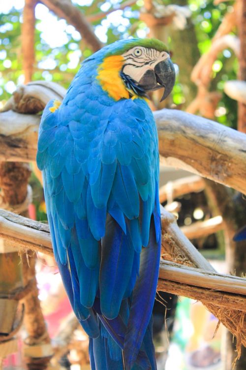 ararara bird brazilian fauna