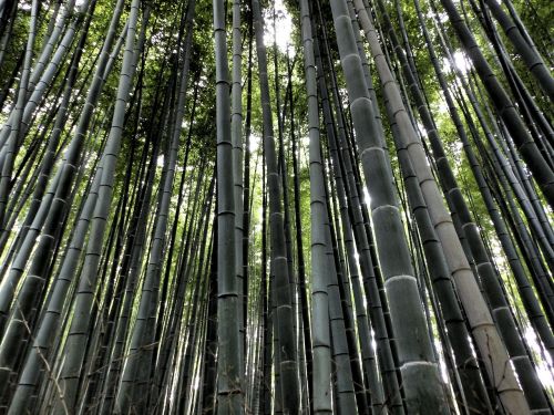 arashiyama bamboo forest japan