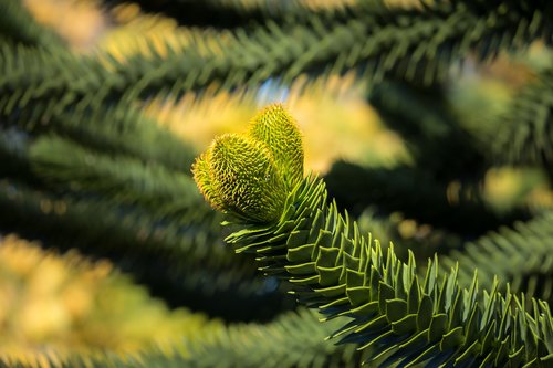 araucana  chile pine  chile fir