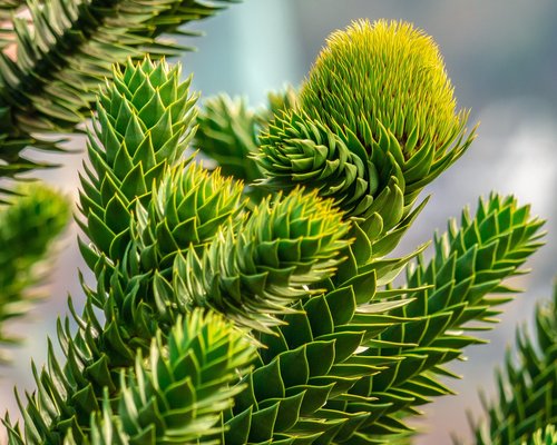 araucana  chile pine  fir tree