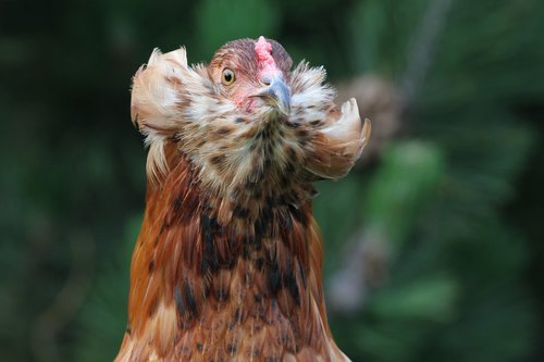 araucana  hen  chicken