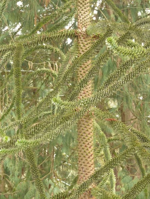 araucana fir tree