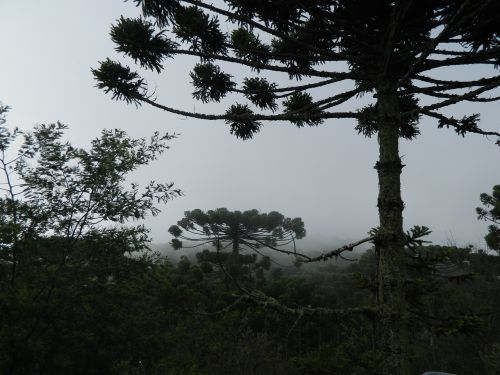 araucaria pinheiro tree