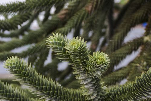 araucaria plant garden