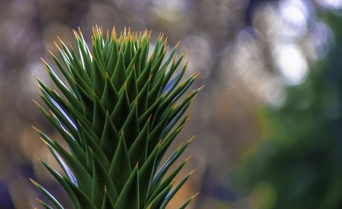 araucaria araucana - conifer plant spur