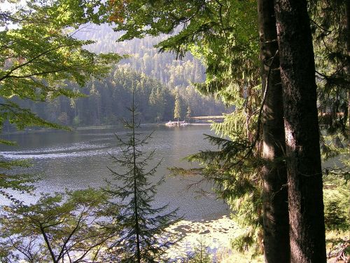 arbersee nature bergsee