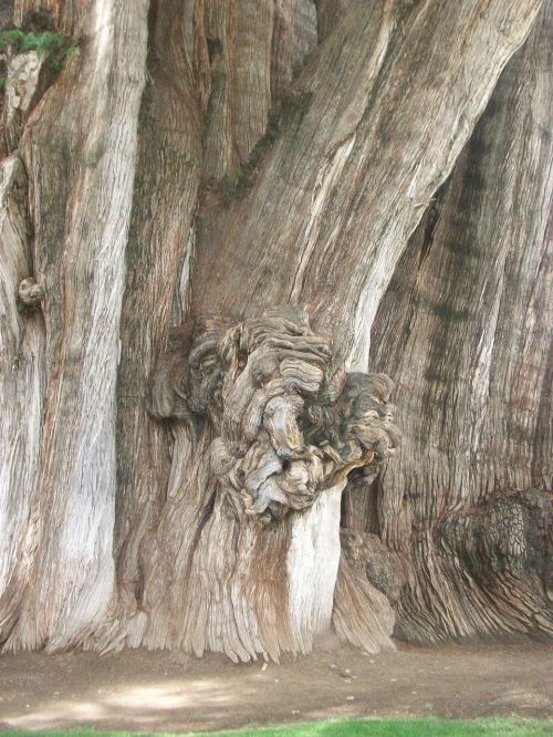 árbol del tule tree trunk