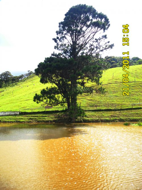 Tree And Lake