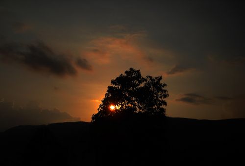 Tree And Sun