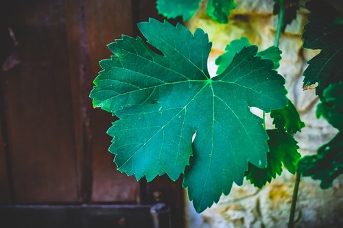 arbor  vine  leaf