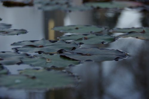 arboretum lotus leaf pond