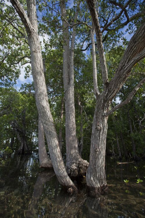 arboretum mangrove widi islands