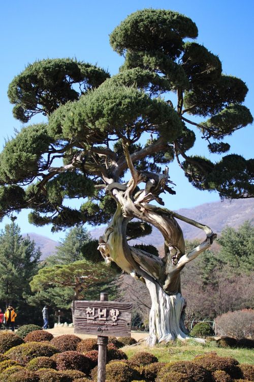 arboretum wood pine
