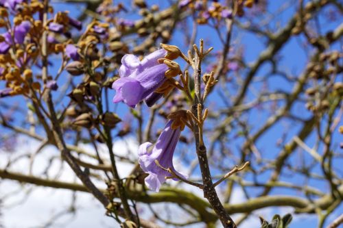 Tree With Magnolias.