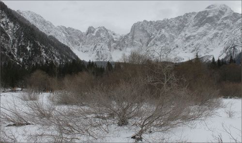 Shrubs In The Snow