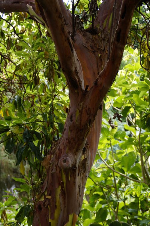 arbutus canariensis tree canary islands