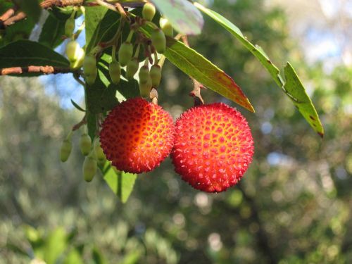 arbutus unedo strawberry tree apple of cain
