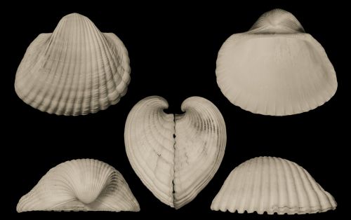 arc clam shells saltwater