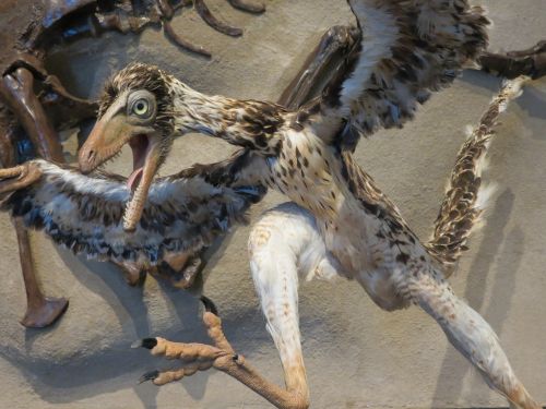 archaeopteryx bird dinosaur