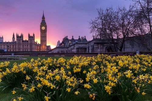 architecture blooms blossoms