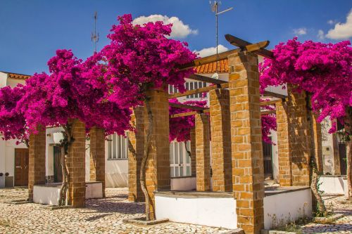 architecture flowers colors