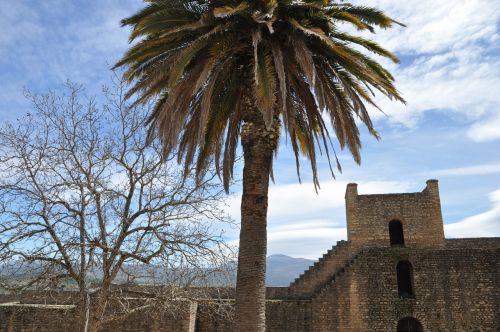 architecture tree palma