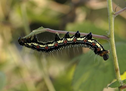 arcte coerula larva caterpillar