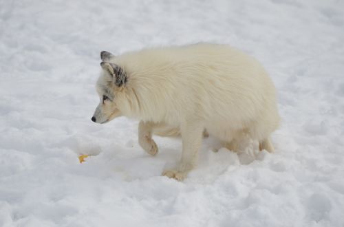 arctic fox animal