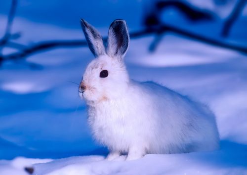 arctic rabbit canada
